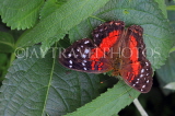 COSTA RICA, Scarlet Peacock Butterfly, CR154JPL