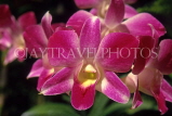 COSTA RICA, Spray Orchids, CR90JPL