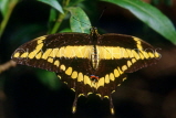 COSTA RICA, Swallow Tail Butterfly, CR108JPL