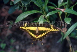 COSTA RICA, Swallow Tail Butterfly, CR85JPL