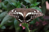 COSTA RICA, Thoas Swallowtail Butterfly, CR162JPL
