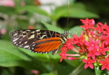 COSTA RICA, Tiger Longwing Butterfly, CR113JPL