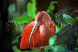 COSTA RICA, birdlife, Scarlet Ibis, CR80JPL and TOB1241JPL