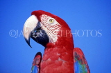 COSTA RICA, birdlife, red Macaw, closeup, CR87JPL