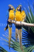 COSTA RICA, birdlife, two Macaws, CR84JPLA