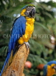 COSTA RICA, birdlife, yellow Macaw, CR83JPLA