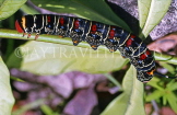 COSTA RICA, multi-coloured Caterpillar, CR79JPL