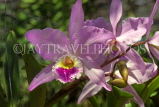 COSTA RICA, pink Cattleya Orchids, CR100JPL