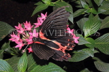 COSTA RICA, tropical butterfly, CR157JPL