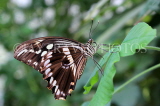 COSTA RICA, tropical butterfly, CR165JPL