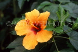 COSTA RICA, yellow Hibiscus flower, CR95JPL