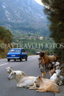 CROATIA, Dubrovnik, coastal road and goat herd, CRO464JPL