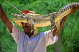 CUBA, Guama, man demonstrating traditional method of trapping crocodile, CUB151JPL