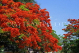 CUBA, Havana, Flamboyant Tree blossom, CUB151JPL