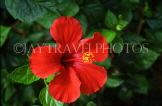 CUBA, Havana, red Hibiscus flower, CUB713JPL