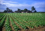 CUBA, Tobacco plantation, CUB1035JPL