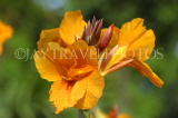 CUBA, Varadero, yellow Canna flowers, CUB179JPL