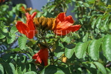 CUBA, countryside, African Tulip tree flowers (aka Flame of the Forest) , CUB184JPL