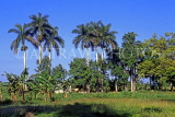 CUBA, countryside, palm trees and banana trees, CUB311JPL