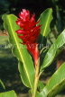 CUBA, red Ginger flower, CUB299JPL