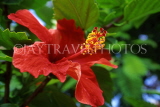 CUBA, red Hibiscus flower, CUB223JPL
