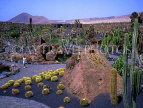 Canary Isles, LANZAROTE, Jardin de Cactus (Cactus Gardens), LAZ244JPL