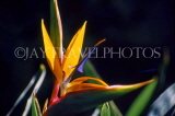 Canary Isles, TENERIFE, Puerto de la Cruz, Botanical Gardens, Bird Of Paradise flower, SPN1311JPL