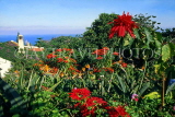 Canary Isles, TENERIFE, Puerto de la Cruz, Botanical Gardens, Poinsettia flowers, TEN719JPL