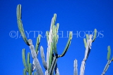 Canary Isles, TENERIFE, Puerto de la Cruz, Botanical Gardens, cactus plants, SPN1281JPL