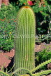Canary Isles, TENERIFE, Puerto de la Cruz, Botanical Gardens, large Cactus plant, TEN211JPL