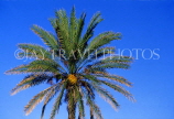 Canary Isles, TENERIFE, Puerto de la Cruz, palm tree, SPN1287JPL