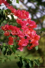 Cayman Islands, GRAND CAYMAN, Bougainlillea flowers, CAY215JPL