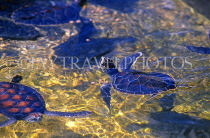 Cayman Islands, GRAND CAYMAN, Cayman Turtle Farm, turtles swimming, CAY217JPL