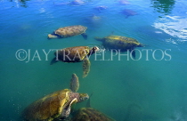 Cayman Islands, GRAND CAYMAN, Cayman Turtles swimming, CAY512JPL