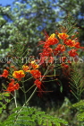 Cayman Islands, GRAND CAYMAN, Flamboyant Tree flowers, CAY216JPL