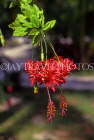 Cayman Islands, GRAND CAYMAN, Queen Elizabeth II Botanic Gardens, Lantern Hibiscus flower, CAY223JPL