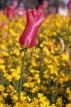 Channel Islands, JERSEY, Howard Davis Park, pink Tulip, UK317JPL