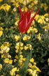 Channel Islands, JERSEY, Howard Davis Park, red Tulip, UK316JPL