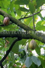 DOMINICAN REPUBLIC, Cocoa plantation, cocoa pods growing on tree, DR160JPL