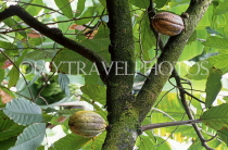 DOMINICAN REPUBLIC, Cocoa plantation, cocoa pods growing on tree, DR419JPL