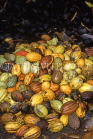 DOMINICAN REPUBLIC, Cocoa plantation, harvested cocoa pods, DR161JPL