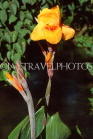 DOMINICAN REPUBLIC, North Coast, Canna flowers, DR447JPL