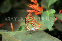 DOMINICAN REPUBLIC, North Coast, Malachite Butterfly, DR202JPL