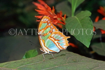DOMINICAN REPUBLIC, North Coast, Malachite Butterfly, DR233JPL
