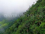 DOMINICAN REPUBLIC, North Coast, Puerto Plata, vegetation, view from Mt Isabella, DR251JPL