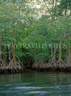 DOMINICAN REPUBLIC, North Coast, Rio San Juan, Gri Gri Lagoon, mangrove swamp, DR275JPL