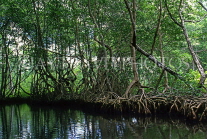 DOMINICAN REPUBLIC, North Coast, Rio San Juan, Gri Gri Lagoon, mangrove swamp, DR302JPL