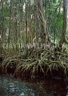 DOMINICAN REPUBLIC, North Coast, Rio San Juan, Gri Gri Lagoon, mangrove swamp, DR387JPL
