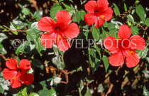 DOMINICAN REPUBLIC, North Coast, red Hibiscus flower, DR411JPL