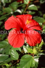 DOMINICAN REPUBLIC, North Coast, red Hibiscus flower, DR448JPL